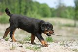 ROTTWEILER 256